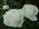 Faith Whittlesey ™ rose photo