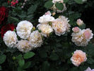 Madame Paule Massad rose photo