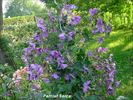 Pamiat Serdtsa clematis photo