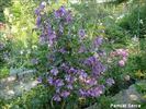 Pamiat Serdtsa clematis photo