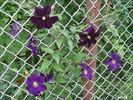 Viola clematis photo