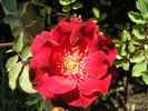 Joan Beales rose photo