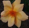 Gooiland Beauty rose photo