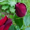 Oskar Scheerer rose photo