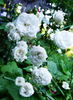 Denise Cassegrain rose photo