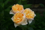 Golden Fleece rose photo