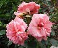 Egeskov ® rose photo