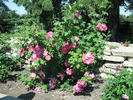 Pink Masquerade rose photo