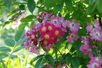 Gruss an Breinegg rose photo