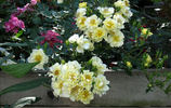 Golden Lodge rose photo