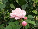 Mrs. F.F. Prentiss rose photo