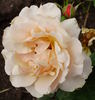 Otto Krauss rose photo