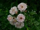 Rosario ® rose photo