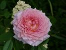 Rosenfaszination rose photo