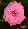 Boogie-Woogie ™ rose photo