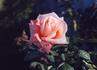Delores rose photo