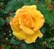 Goldfinger rose photo