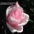 Esme Euvrard rose photo