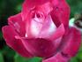 Eternity rose photo