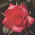 Fair Dinkum ™ rose photo