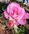 Columbia, Cl. rose photo