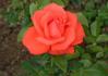 Felicity Kendal rose photo