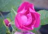 Mike's Eglantine rose photo