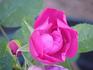 Mike's Eglantine rose photo
