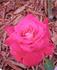 Alabama rose photo