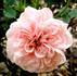 Baby Grand rose photo