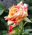 Fall Festival ™ rose photo