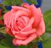 Giggles rose photo