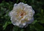 Gruss an Labenz rose photo