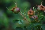 Canary Bird rose photo