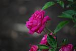Fernand Rabier rose photo