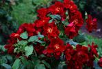 Hamburg rose photo