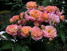 Dionisia ® rose photo
