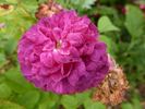 Gloire des Jardins rose photo