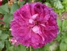 Gloire des Jardins rose photo