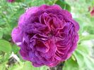 Gloire des Jardins rose photo