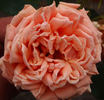 Miss Lolita Armour rose photo