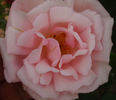 William F. Dreer (pernetiana, Howard rose photo
