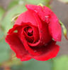 Daily Mail Scented Rose, Cl. rose photo