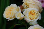 Casteu Gombert ® rose photo