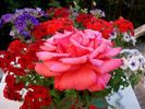 Sentimental rose photo