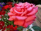 Sentimental rose photo