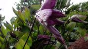 Pamiat Serdtsa clematis photo