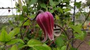 Buckland Beauty clematis photo