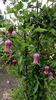 Buckland Beauty clematis photo
