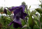 Cylindrica clematis photo